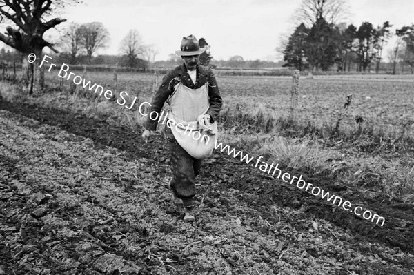 SOWING EARLY WHEAT